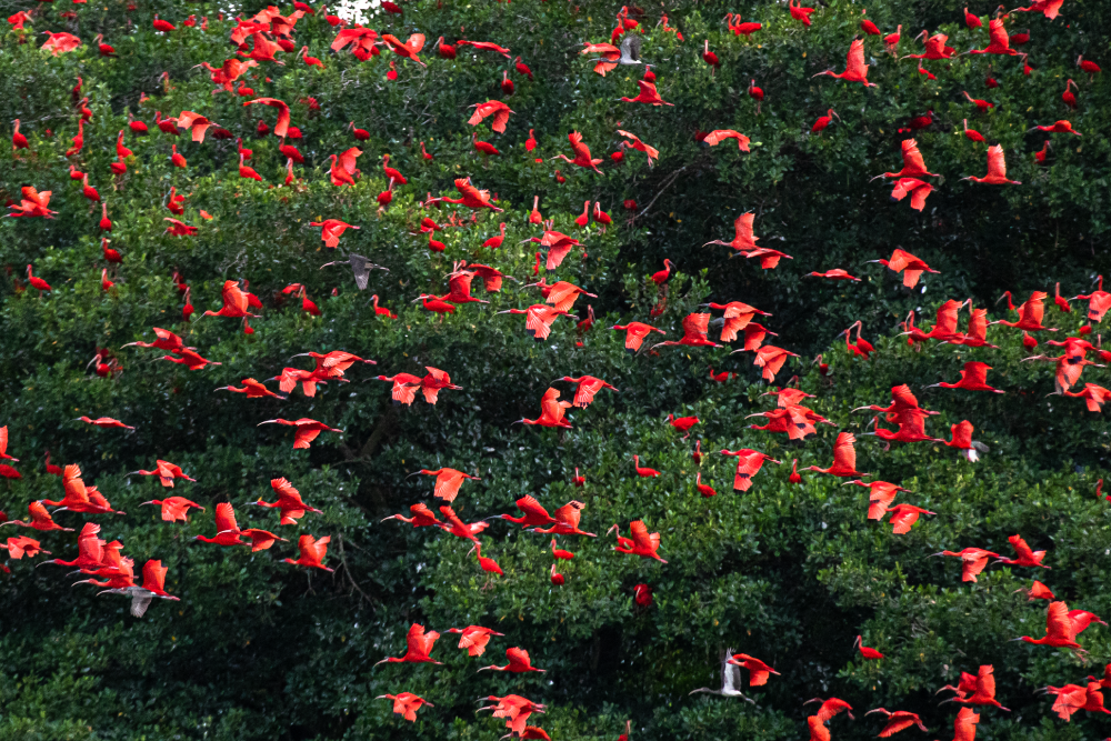 Scarlet ibis over the Caroni swamp